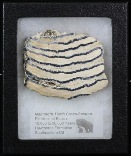 Mammoth Molar Slice - South Carolina #40967
